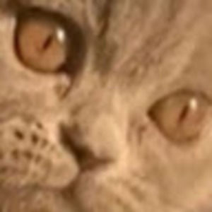 Meet your Posher, Hoot